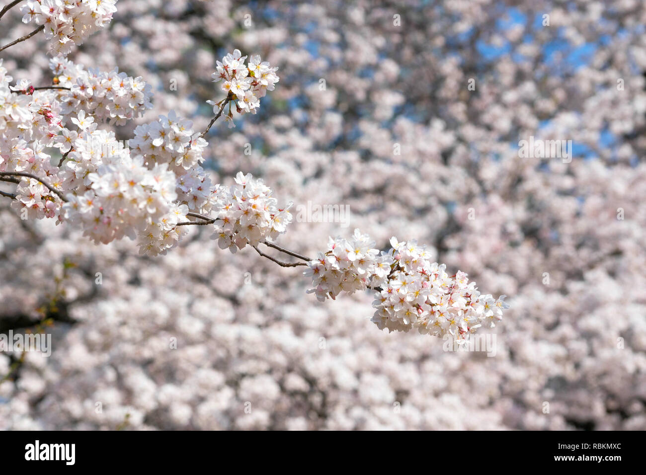 La saison des cerisiers en fleur est célèbre au Japon.A beaucoup de voyageurs venus à Tokyo pour voir les cerisiers en fleur fleur. Banque D'Images