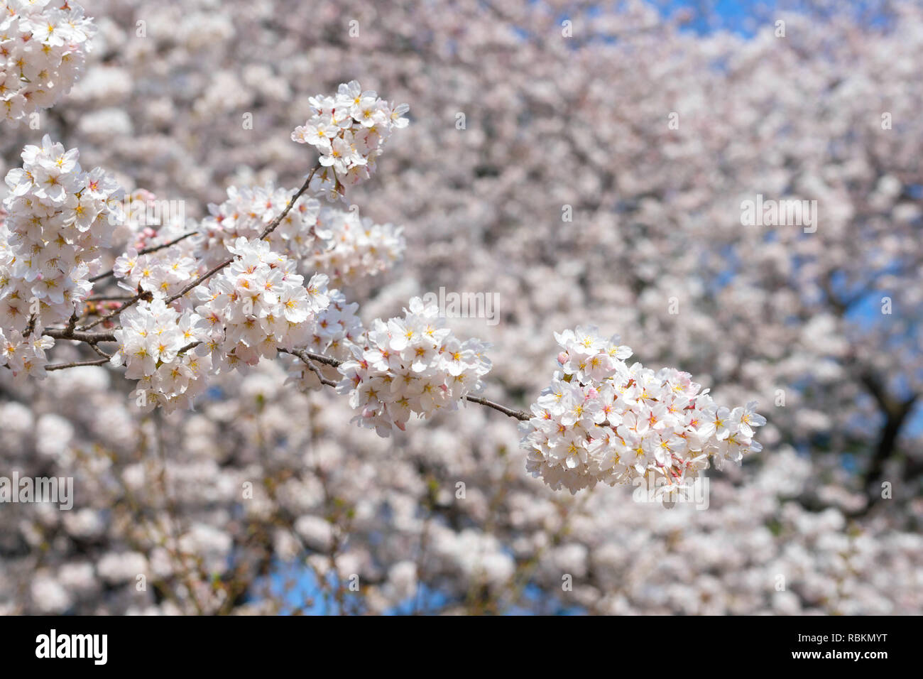 La saison des cerisiers en fleur est célèbre au Japon.A beaucoup de voyageurs venus à Tokyo pour voir les cerisiers en fleur fleur. Banque D'Images