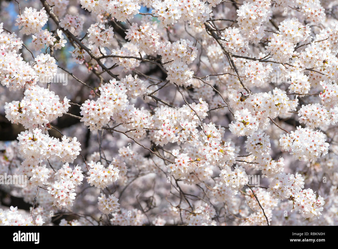 La saison des cerisiers en fleur est célèbre au Japon.A beaucoup de voyageurs venus à Tokyo pour voir les cerisiers en fleur fleur. Banque D'Images