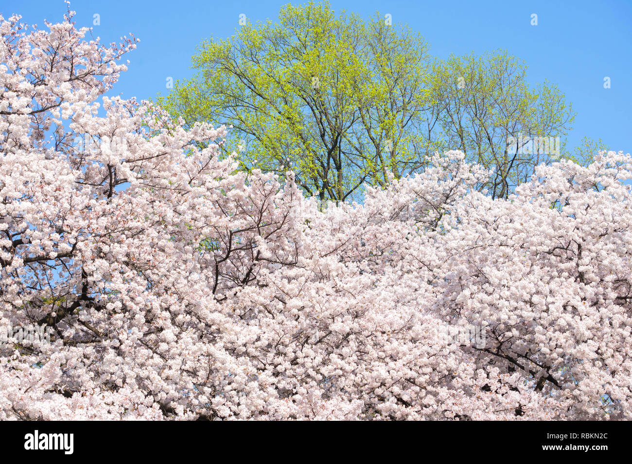 La saison des cerisiers en fleur est célèbre au Japon.A beaucoup de voyageurs venus à Tokyo pour voir les cerisiers en fleur fleur. Banque D'Images