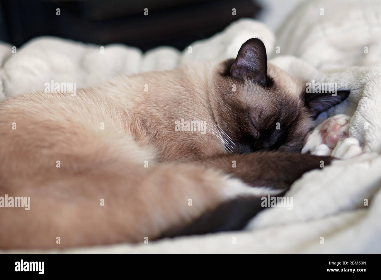 Jeune femme, Chocolat Point Siamese Cat dormir sur une couverture blanche Banque D'Images