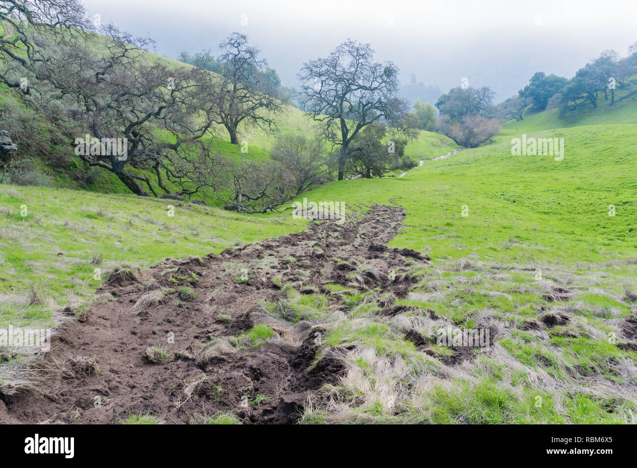 Et du ruisseau Muddy Valley Oaks, Sierra Vista Préserver l'espace ouvert, en Californie Banque D'Images