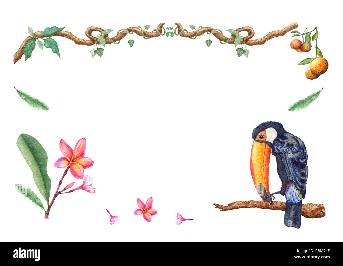Hand drawn aquarelle toucan assis sur une branche d'arbre, mandarin fruits, fleurs et bourgeons plumeria, lianes. De l'accueil, carte d'invitation, le design. Banque D'Images