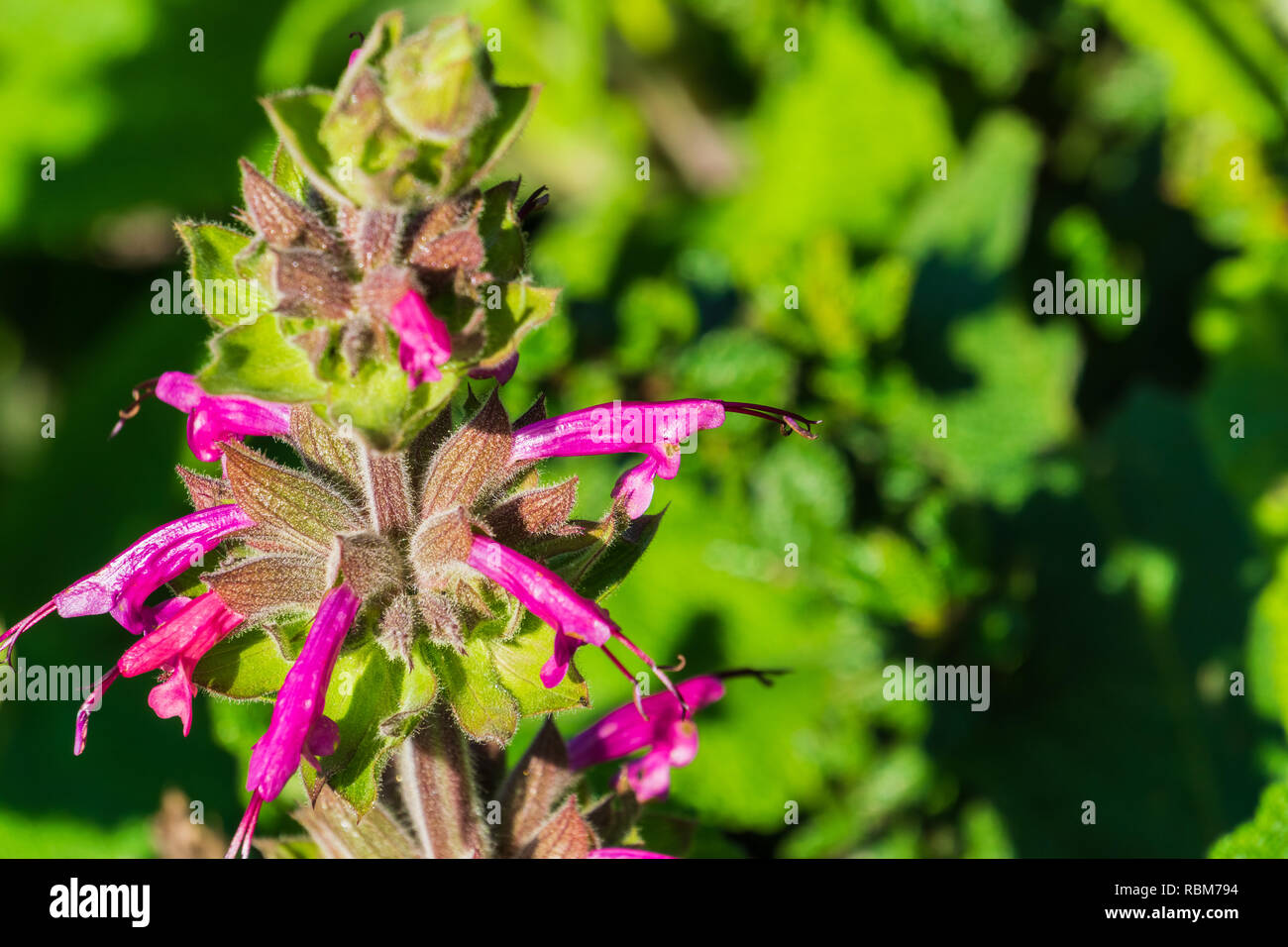 Hummingbird sauge (salvia) spathacea fleurs, Californie Banque D'Images