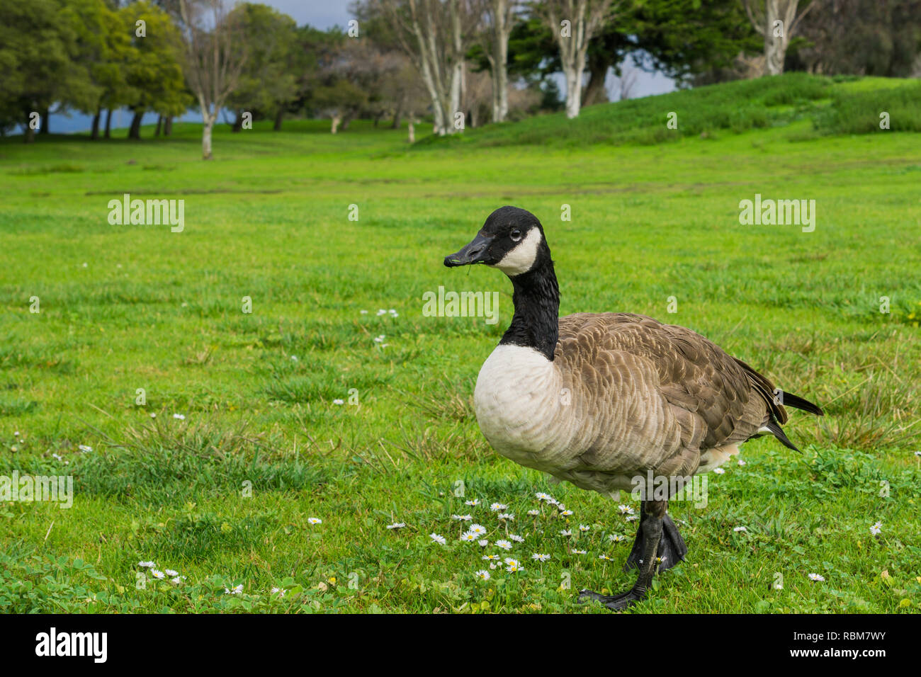Canada goose sur un parc pré, Shoreline Park, Mountain View, Californie Banque D'Images