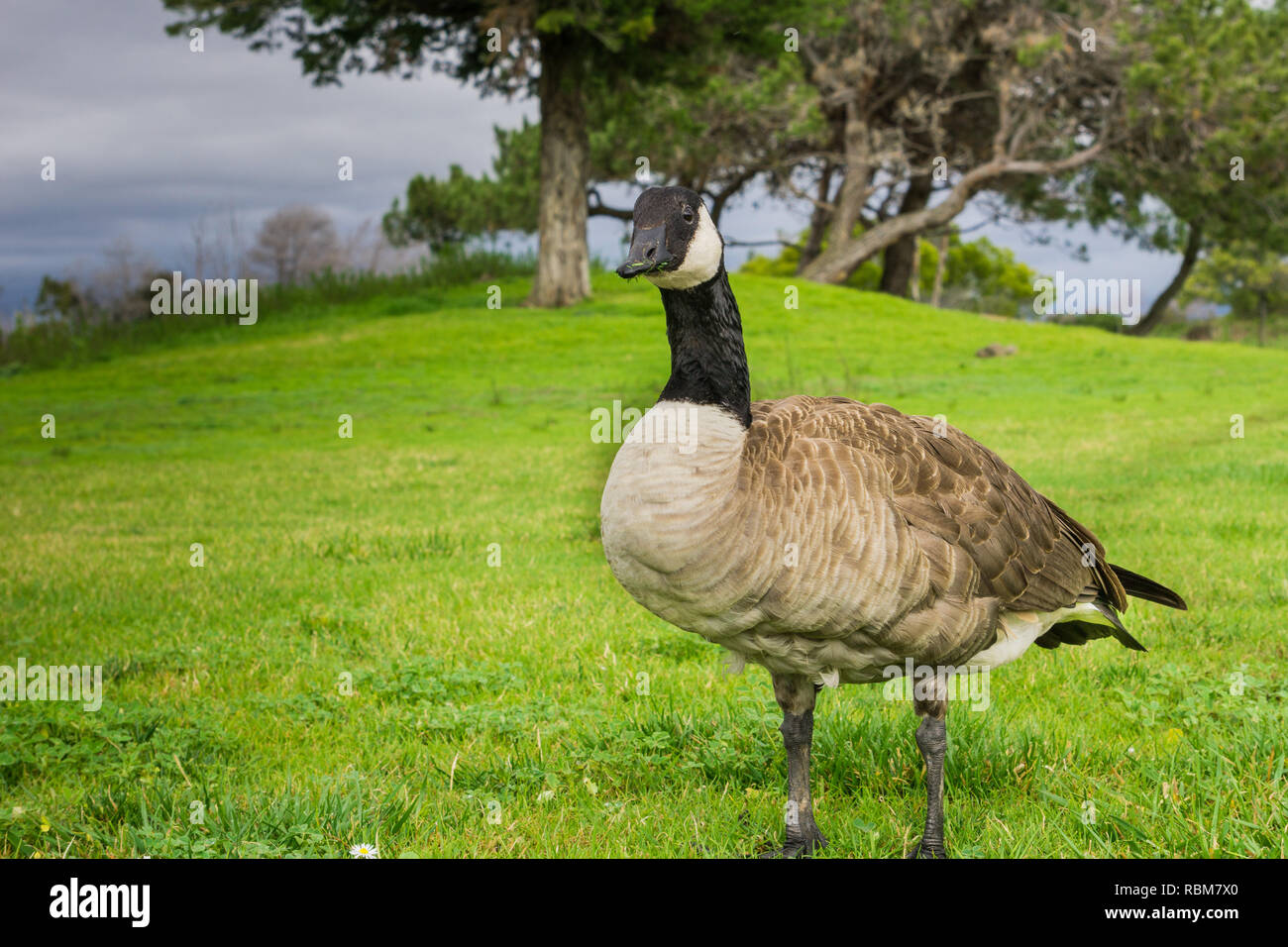 Canada goose sur un parc pré, Californie Banque D'Images