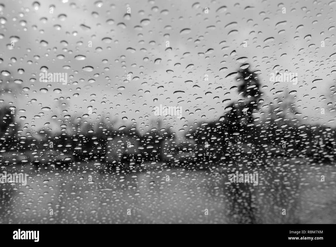 Gouttes de pluie sur la fenêtre, les arbres flous en arrière-plan ; profondeur de champ ; noir et blanc Banque D'Images