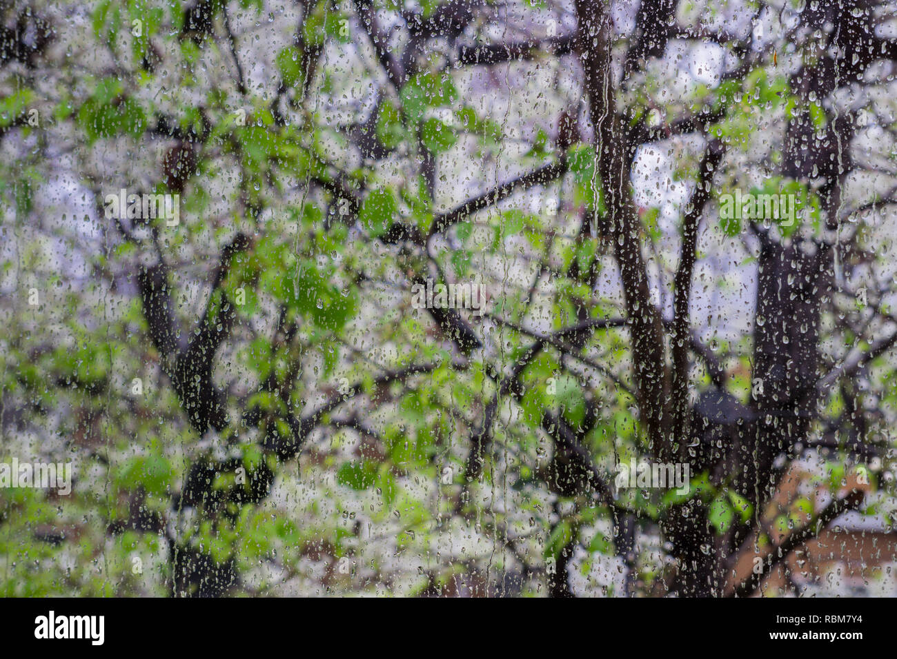 Gouttes de pluie sur une fenêtre ; arbres en fleurs à l'arrière-plan, en Californie Banque D'Images