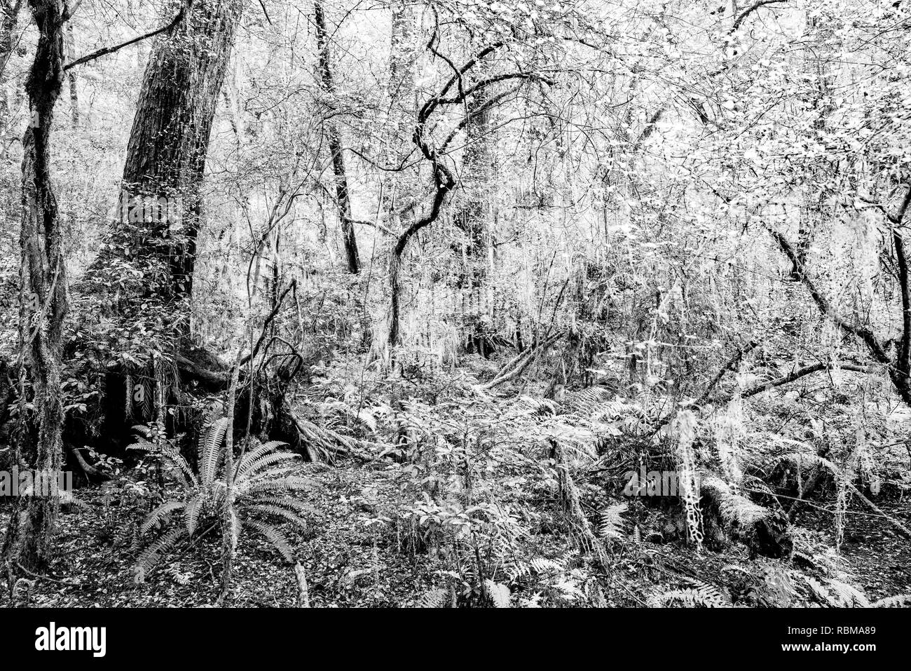 La Nouvelle-Zélande des buissons, arbres enchevêtrés, branches et vives avec mousses, lichens et désert. Banque D'Images