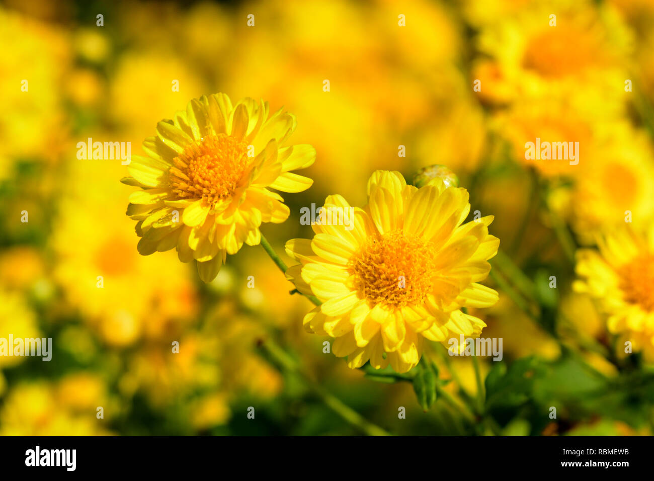Chrysanthemum indicum fleurs de Linn. Ou Chrysanthemum morifolium Ramat dans plantation fleurs Banque D'Images