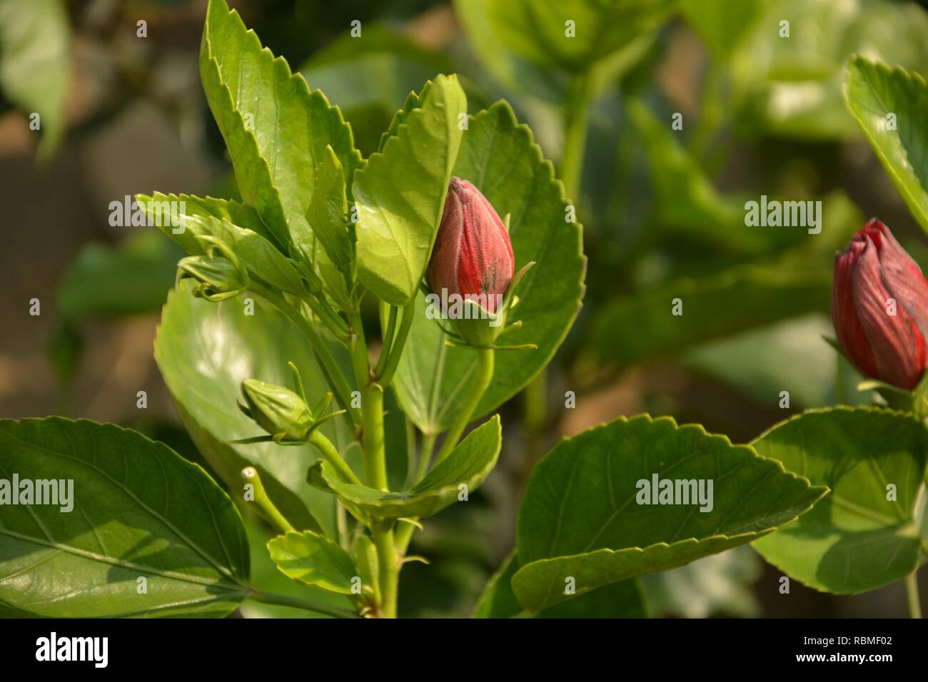 Bourgeon d'une couleur rouge rose de Chine (Hibiscus rosa-sinensis ) également connu sous le nom de Chinese hibiscus avec de jeunes feuilles vertes dans un jardin avec arrière-plan flou et se Banque D'Images Bourgeon d'une couleur rouge rose de Chine (Hibiscus rosa-sinensis ) également connu sous le nom de Chinese hibiscus avec de jeunes feuilles vertes dans un jardin avec arrière-plan flou et se Banque D'Images
