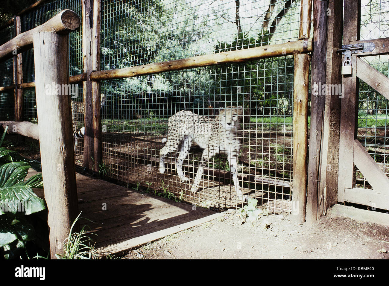 Cheetah walking in zoo, Kenya, Africa Banque D'Images