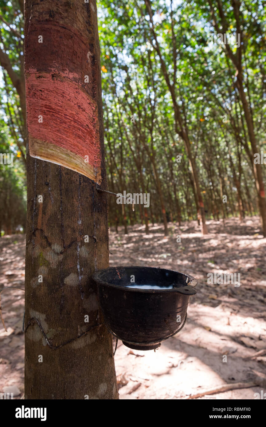 La collecte du caoutchouc organique d'un arbre en Asie du Sud Est. Banque D'Images