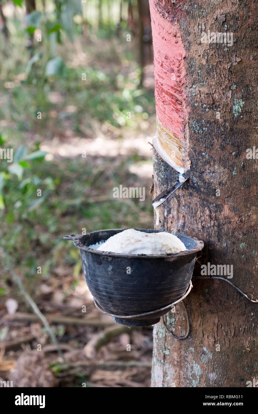 La collecte du caoutchouc organique d'un arbre en Asie du Sud Est. Banque D'Images