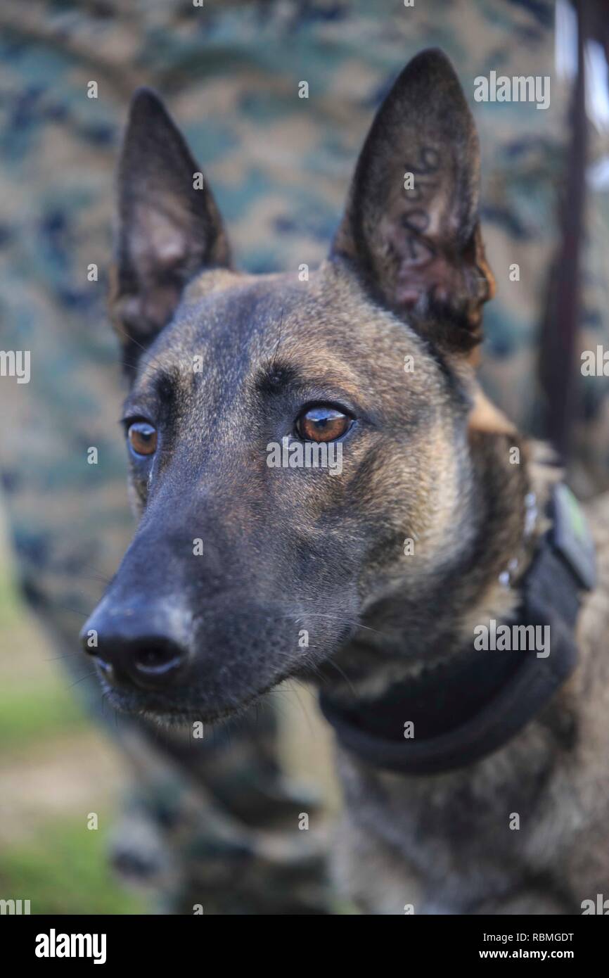 Robby, un chien de travail militaire avec la 22e unité expéditionnaire de marines de l'application de la loi du détachement, une simulation de montres suspect avant de mordre la formation à la base navale américaine de la baie de Souda, Grèce, 10 janvier 2018. Le but de la morsure de la formation est d'aider à maintenir l'unité du MWD pour mordre et capacité à effectuer des tâches telles que la capture et la détention de suspects. Environ 2 500 marins et Marines avec la MEU/ groupe amphibie Kearsarge équipe va servir de base à la mer, la force de réaction de crise expéditionnaire capable de conduire des missions amphibies dans toute la gamme des opérations militaires. ( Banque D'Images