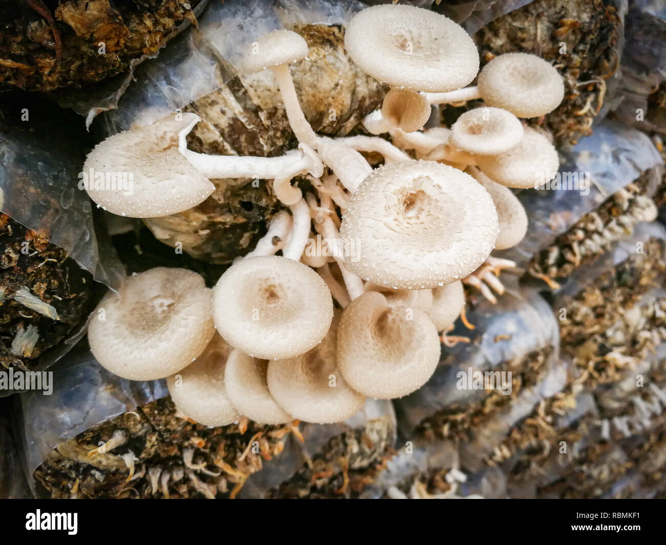 50 Sacs De Culture Pour Champignons - 18x35 Cm, Avec Filtre - Pour Pleurotes, Shiitake, Enoki...
