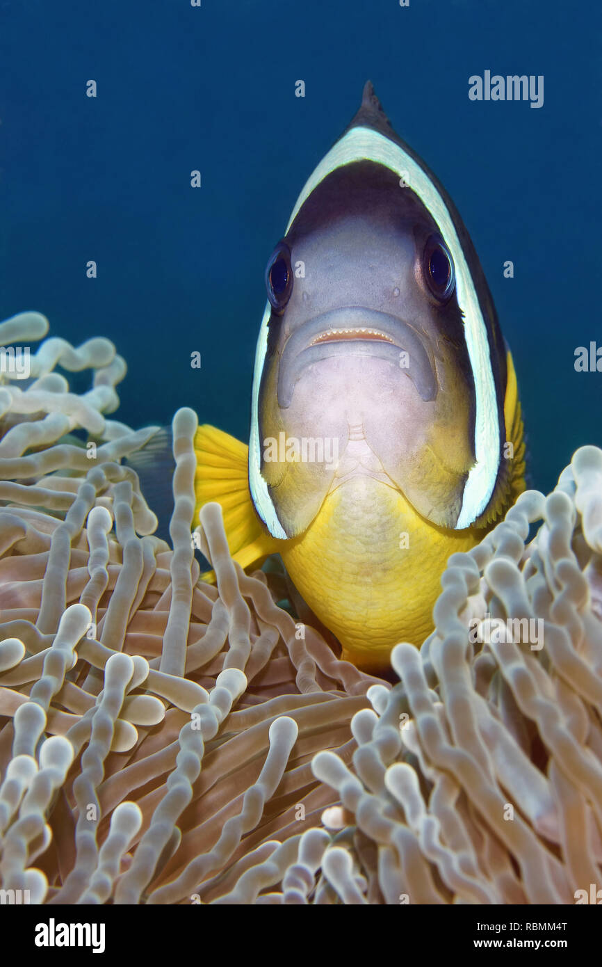 Clownfish Amphiprion chrysogaster mauricienne - Banque D'Images