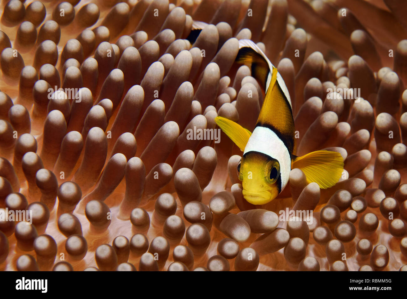 Clownfish Amphiprion mauricienne pour mineurs - chrysogaster Banque D'Images