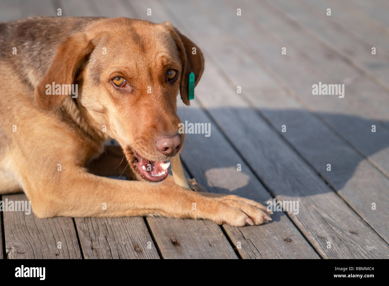 Un chien rongeant un os Banque de photographies et d’images à haute ...