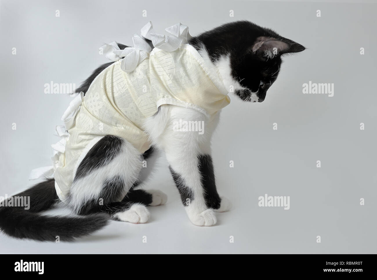 Pansement postopératoire sur un chaton noir et blanc pour protéger après incision chirurgicale ou une plaie non infectée. Soin d'un animal après une opération de chirurgie. Banque D'Images