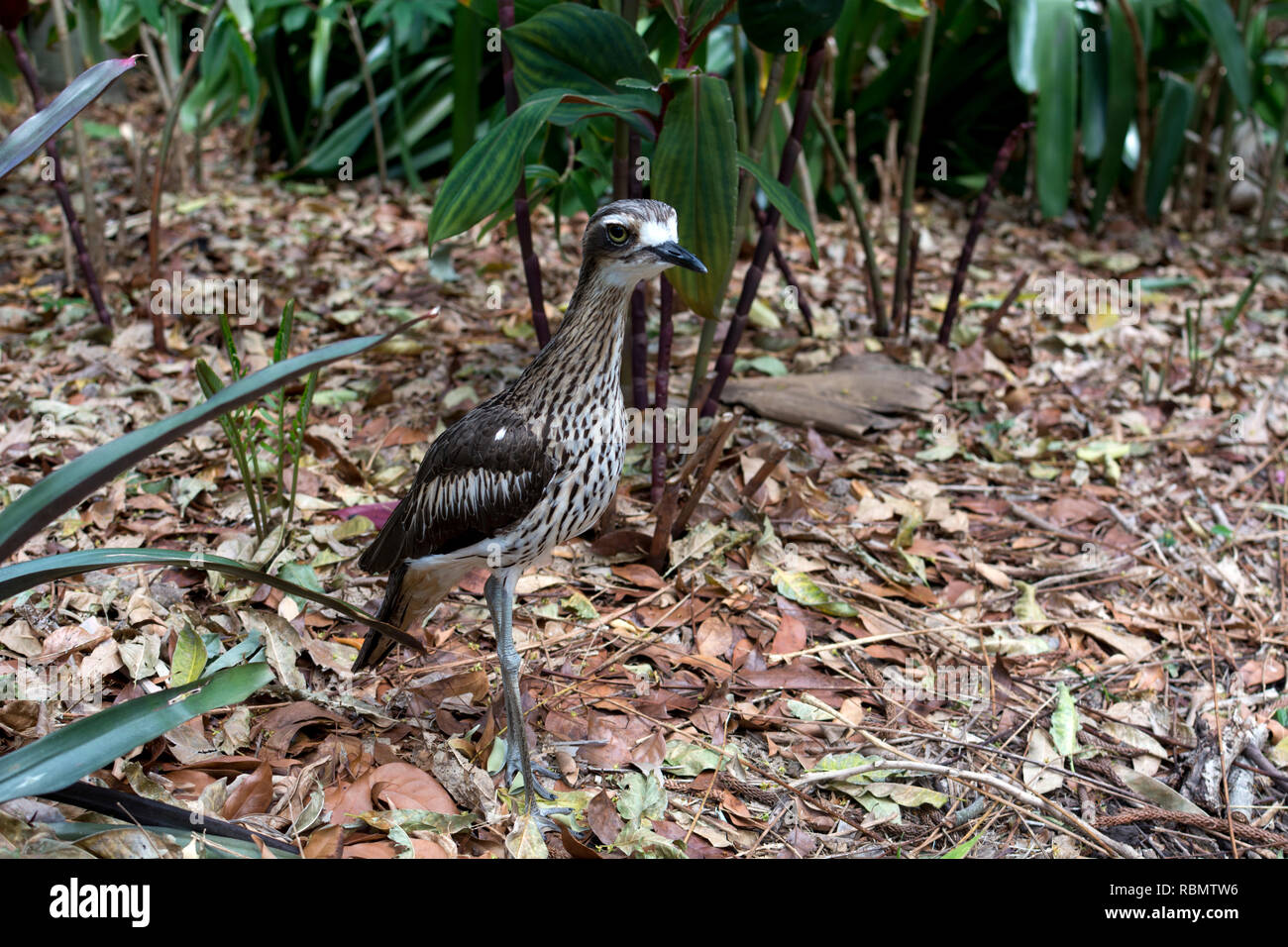 (Burhinus grallarius Bush Stone-Curlew), Brisbane, Australie Banque D'Images