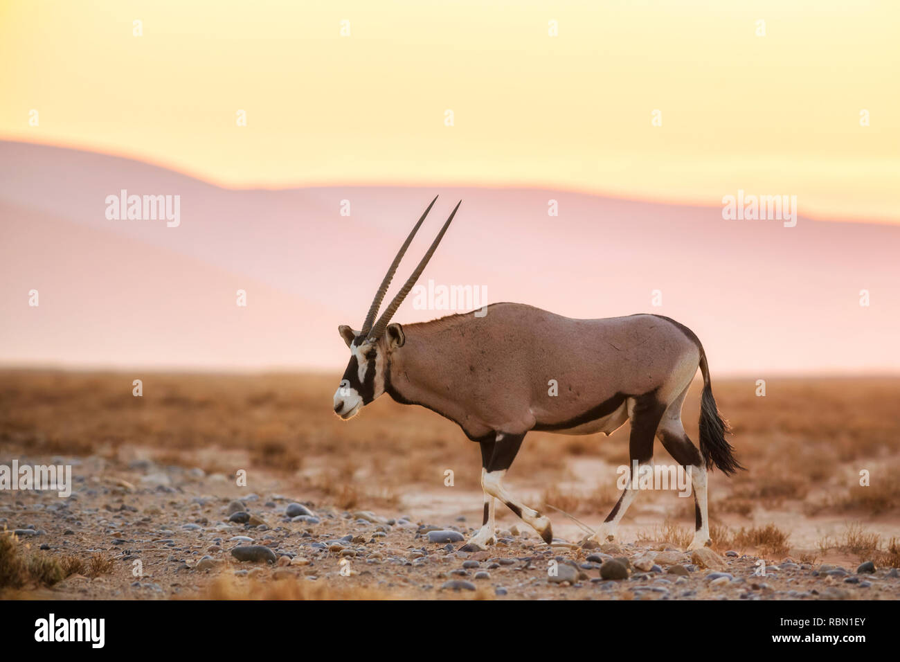 Oryx d'Afrique du Sud - Oryx gazella gazella, belle antilope emblématique du désert du Namib, Namibie. Banque D'Images
