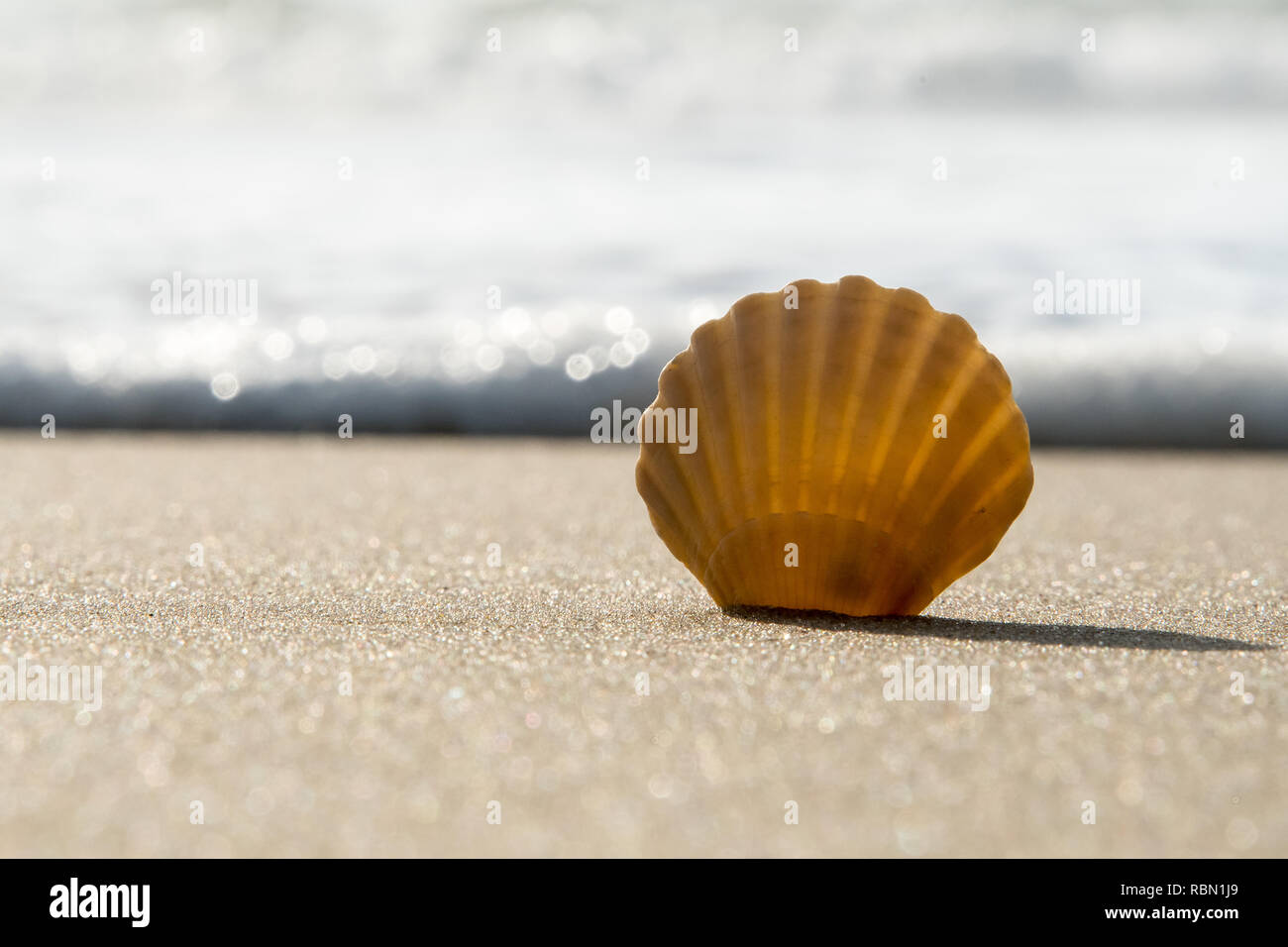 Pèlerins unique zébrée sur la plage avec l'océan dans l'arrière-plan Banque D'Images