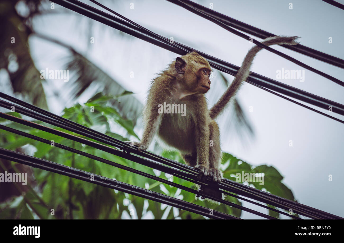 Gros plan du singe escalade sur des fils électriques en Thaïlande. Banque D'Images