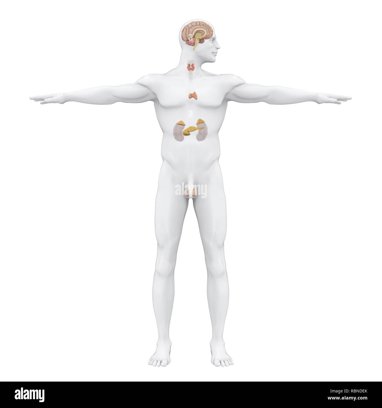 Système endocrinien humain Illustration Banque D'Images