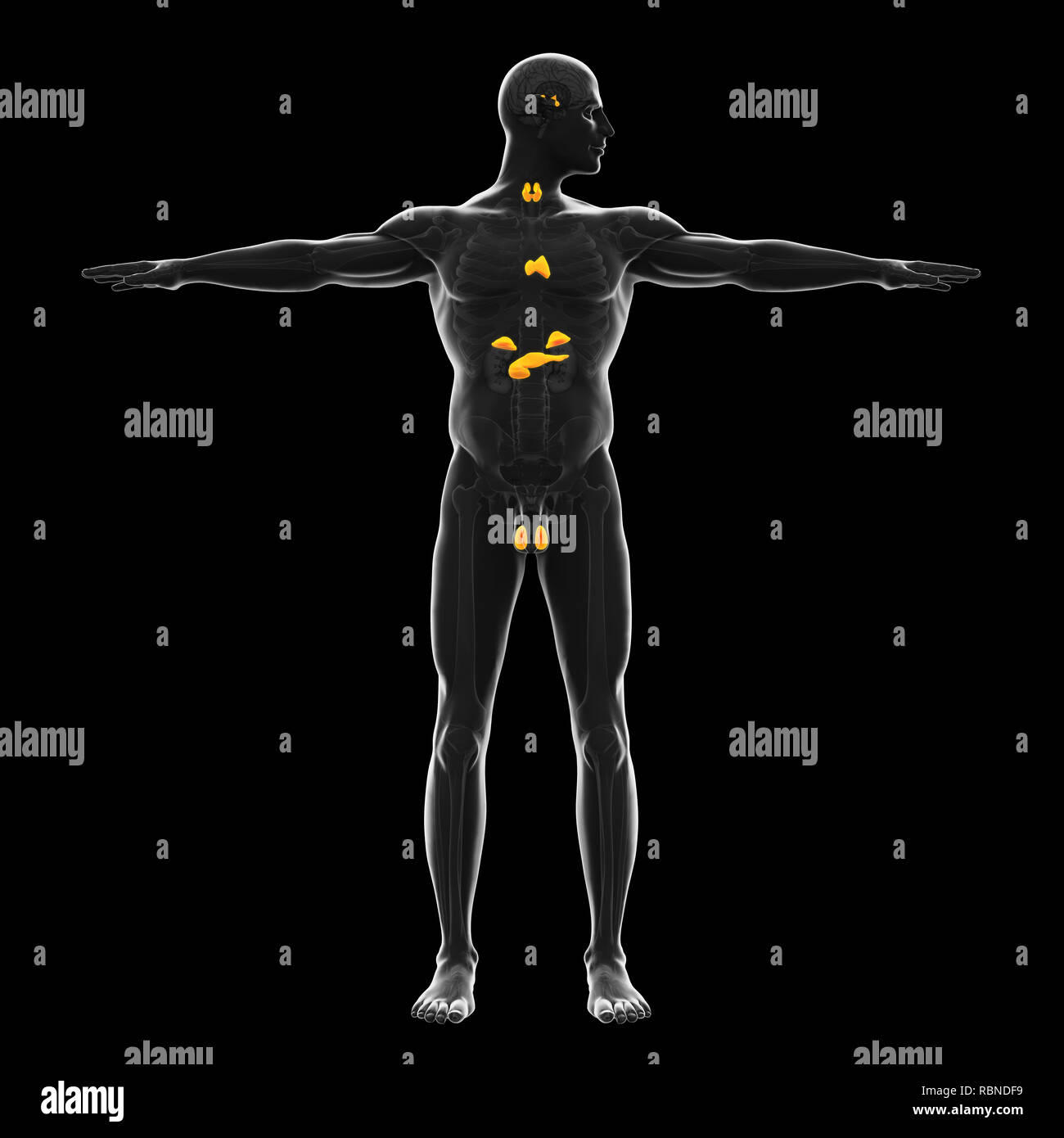 Système endocrinien humain Illustration Banque D'Images