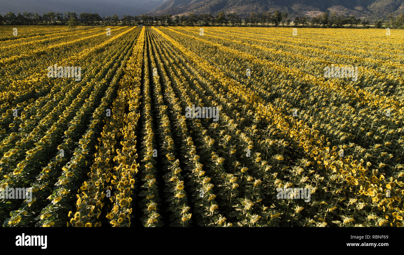 Champ de tournesols. Vallée de Cachapoal, au Chili. Banque D'Images