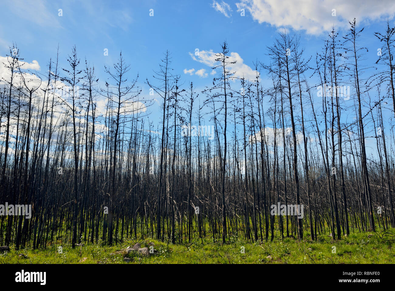 Arbres brûlés, le parc national Wood Buffalo, Territoires du Nord-Ouest, Canada Banque D'Images