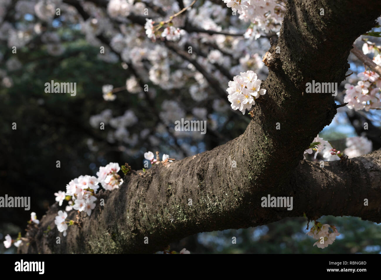 La saison des cerisiers en fleur est célèbre au Japon.A beaucoup de voyageurs venus à Tokyo pour voir les cerisiers en fleur fleur. Banque D'Images