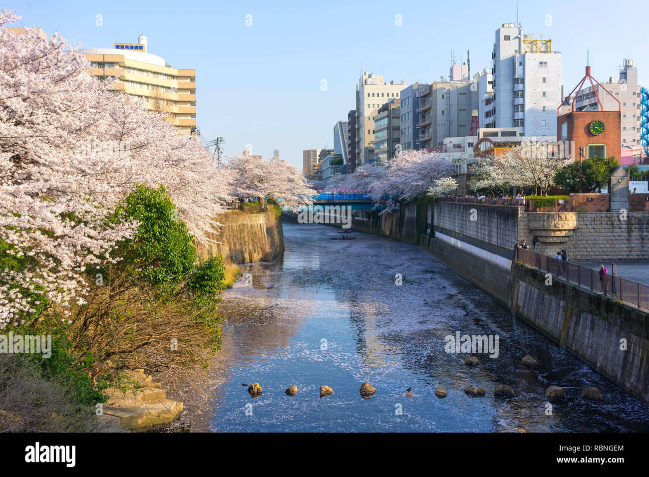 Rivière Meguro est célèbre cherry blossom spots.Les gens viennent à la rivière Meguro pour voir la belle fleur de cerisier. Banque D'Images