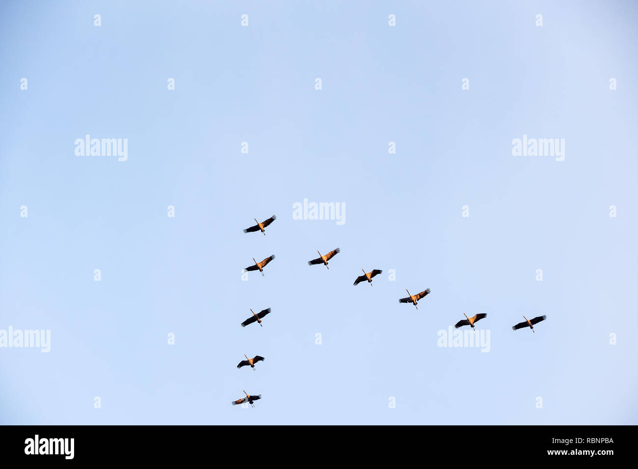 Groupe de grues volant dans le ciel bleu Banque D'Images