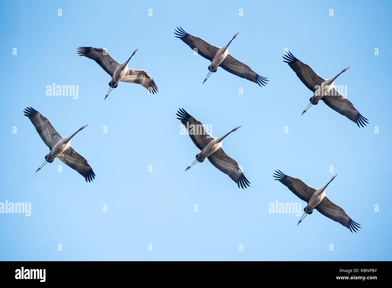 Groupe de grues volant dans le ciel bleu Banque D'Images