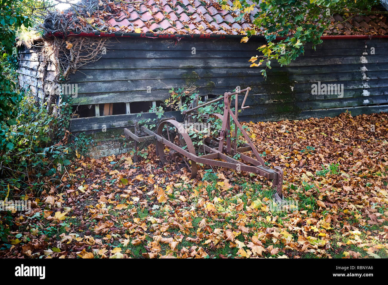 Une vieille charrue rouille à côté d'une grange avec un trou dans le côté avec des feuilles sur le terrain dans la campagne anglaise durant la saison de l'automne Banque D'Images