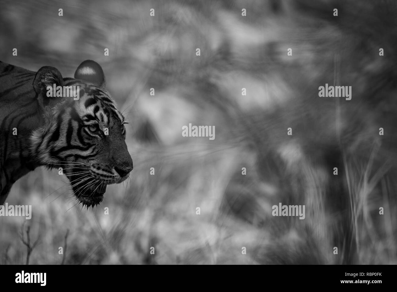 Un portrait en noir et blanc.Tiger dans la nature habitat en saison d'hiver à la Réserve de tigres de Ranthambore, en Inde Banque D'Images