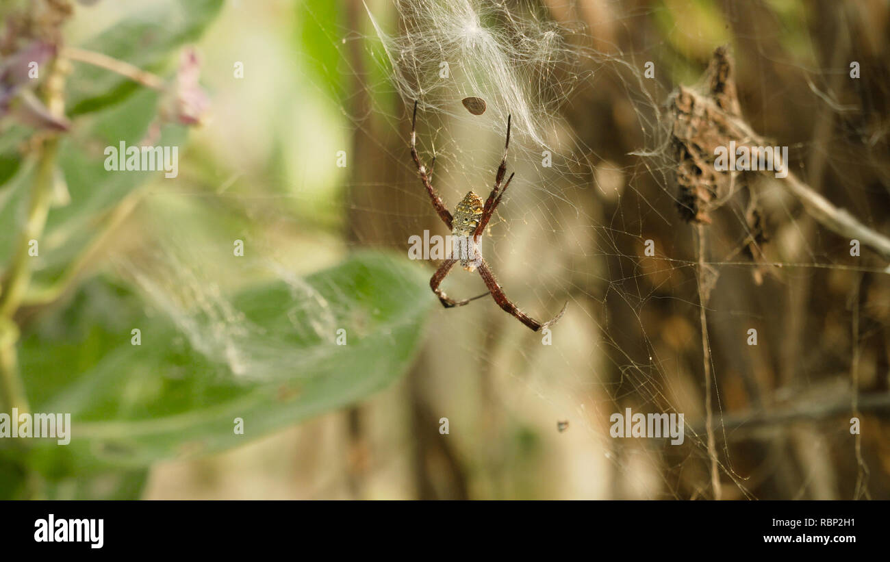 Spider web tropical sur la chasse d'insectes prédateurs. Le spider sur le web Banque D'Images