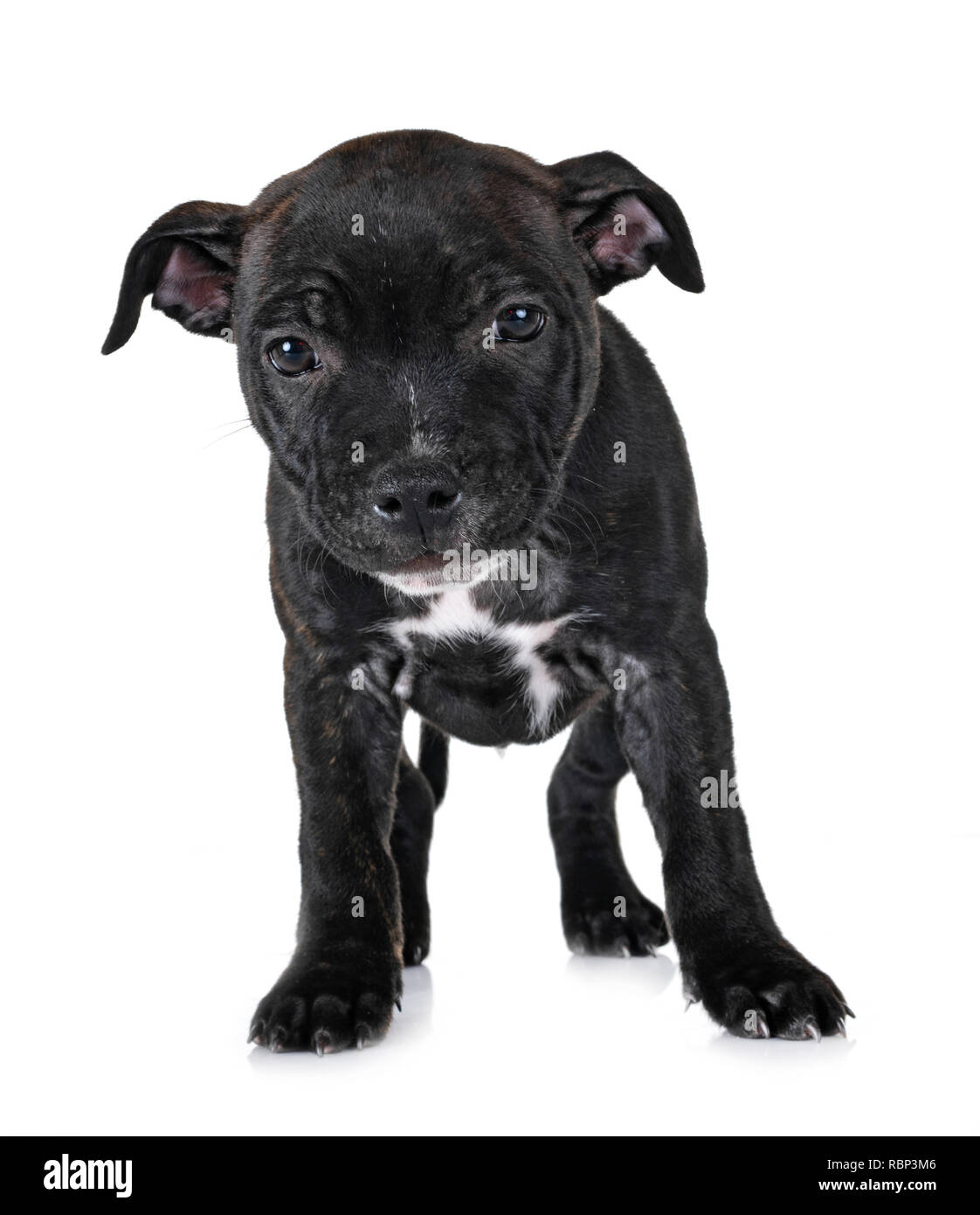 Staffie Bringe Noir Banque D Images Detourees Alamy