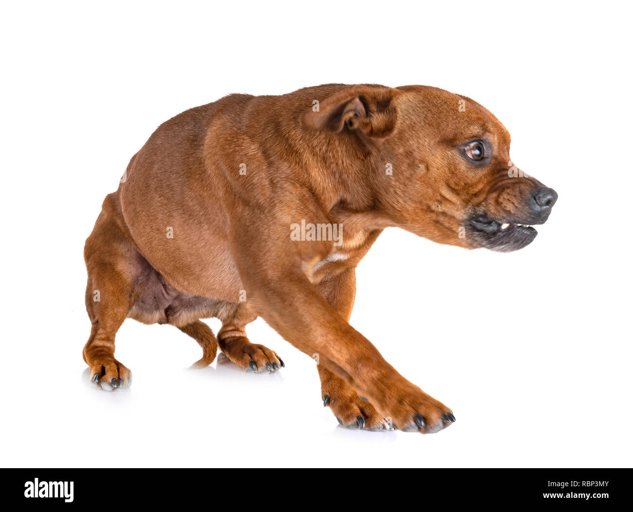 Staffordshire Bull Terrier in front of white background Banque D'Images