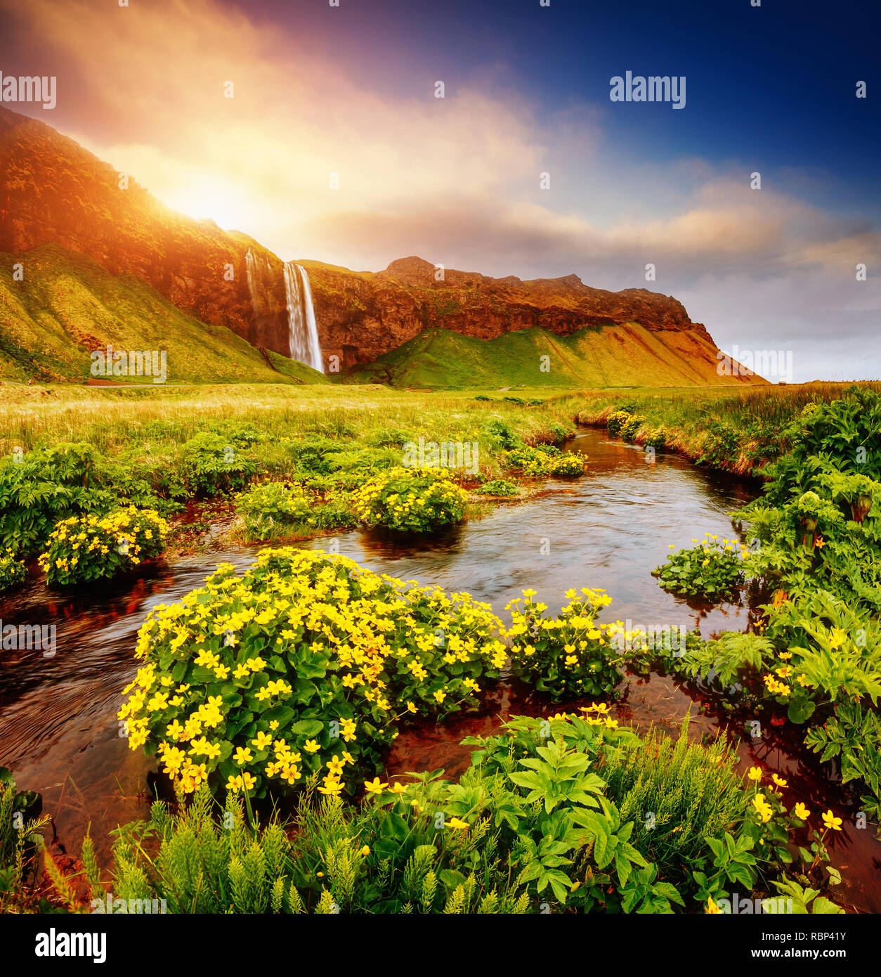 Belle vue sur champ vert en fleurs en plein soleil. Scène magnifique et spectaculaire. Attraction touristique populaire. Lieu lieu célèbre de Seljalandsfoss waterfa Banque D'Images