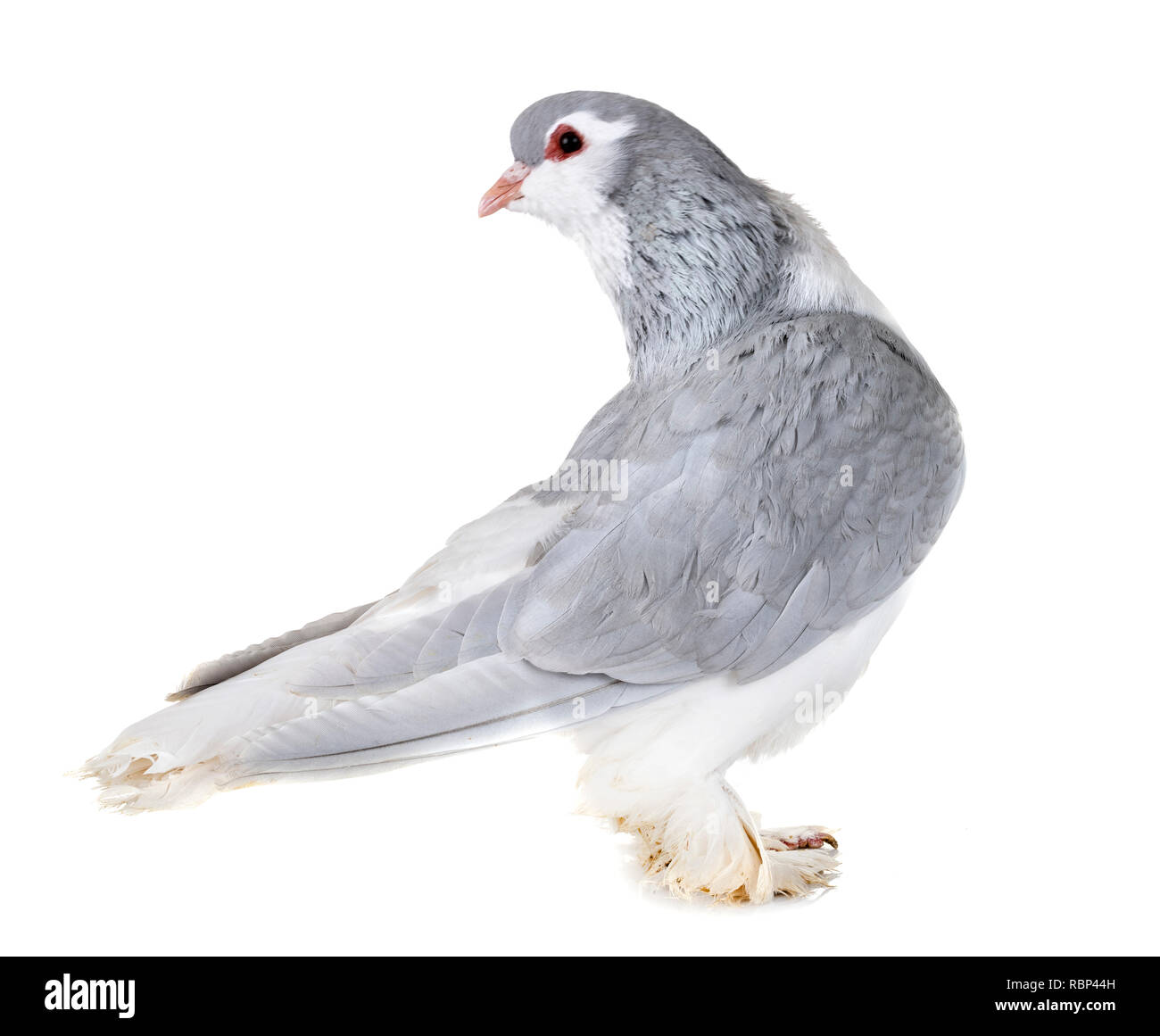 Pigeon Lahore in front of white background Banque D'Images