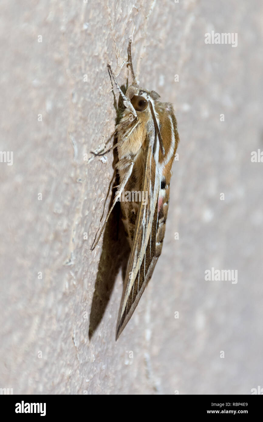 Un bar d'argent Hawk Moth ou Vine Hawk Moth, repose sur un mur (Hippotion celerio). Banque D'Images