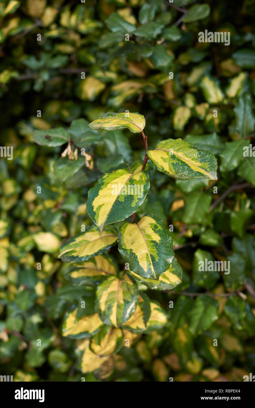 Elaeagnus pungens maculata Banque de photographies et d’images à haute — free download