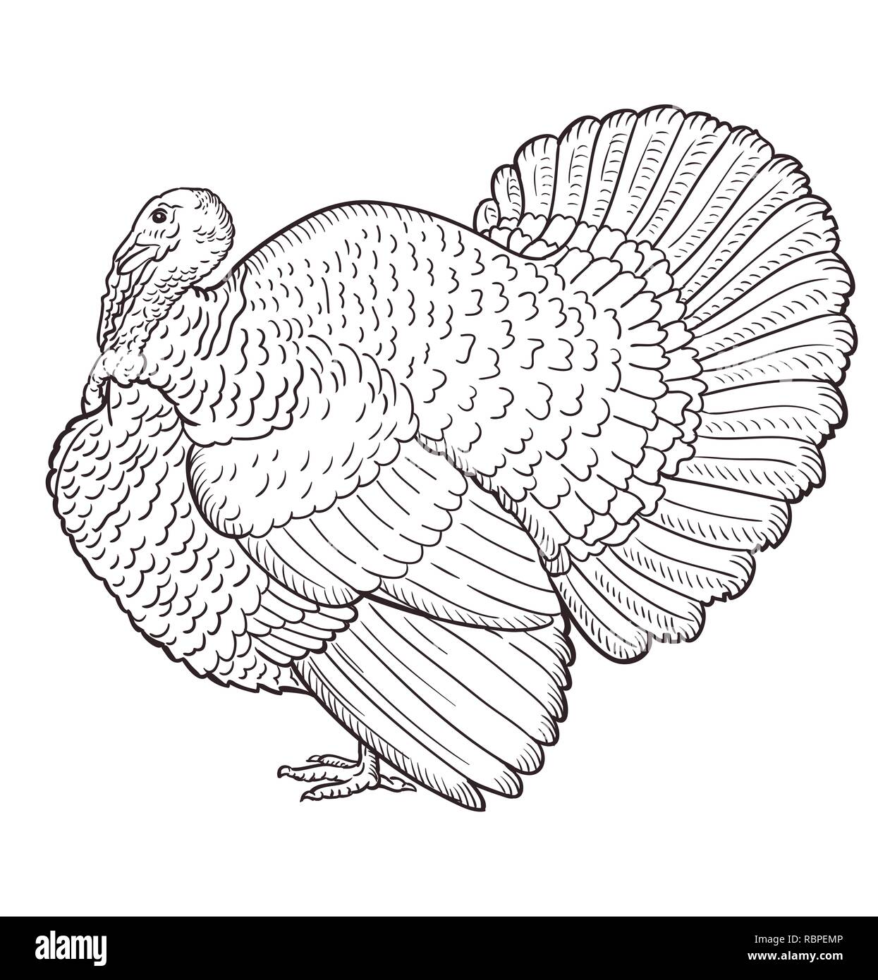 Contour de la Turquie isolé sur le fond blanc, oiseau Illustration de Vecteur