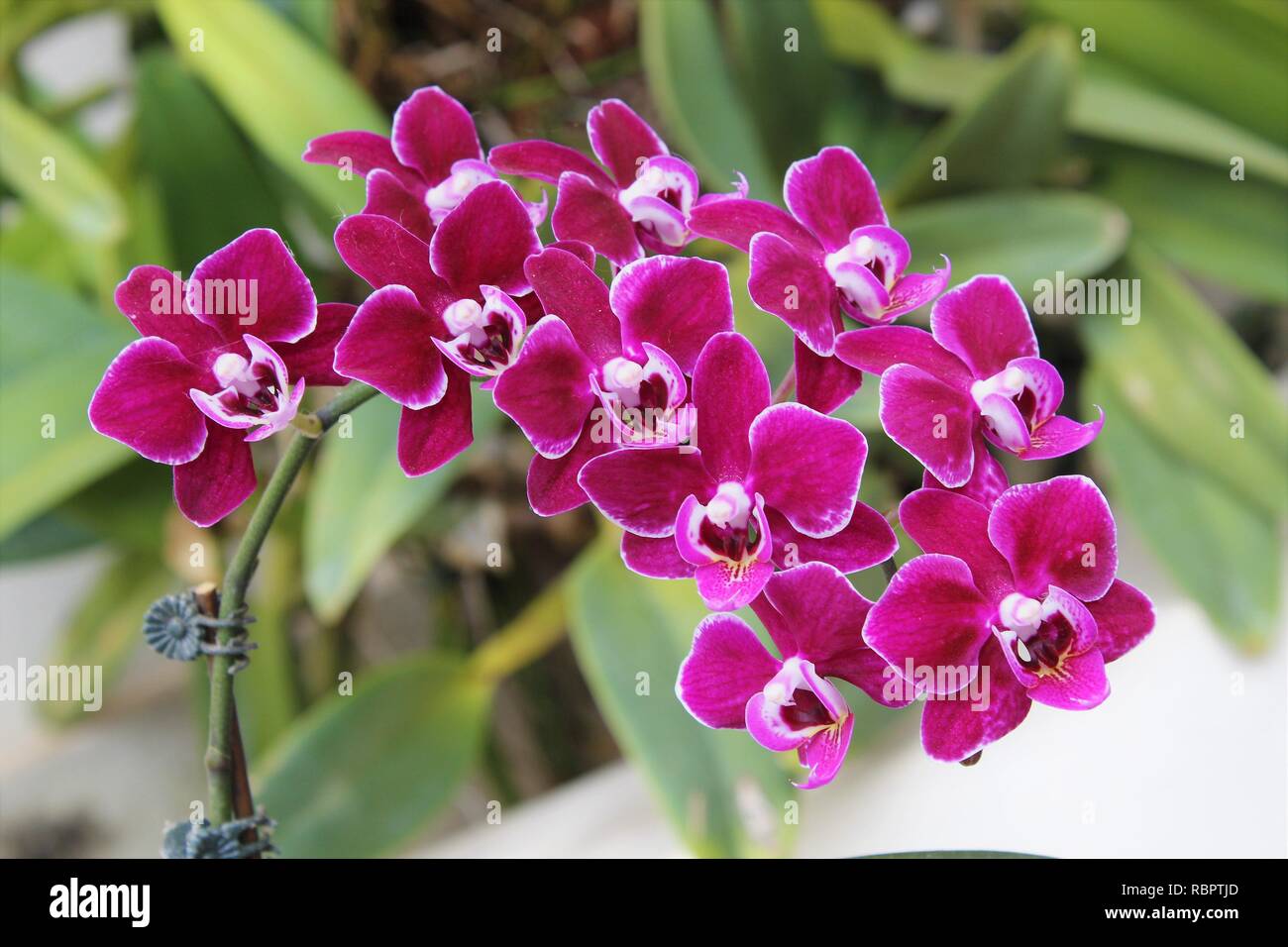 Flor Orquídeas Phalaenopsis roxa Photo Stock - Alamy