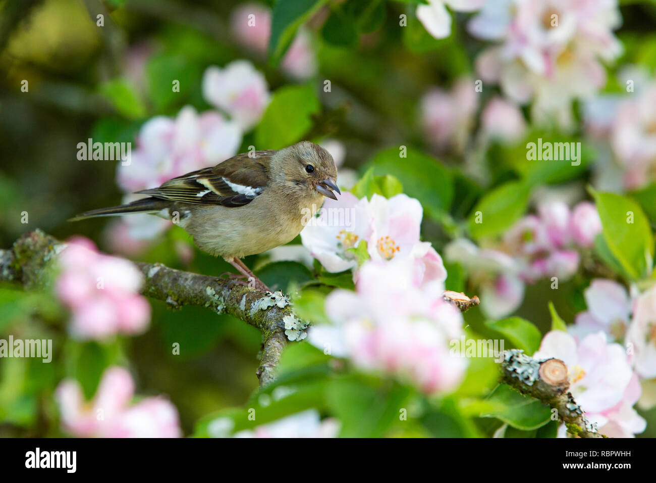 Chaffinch Fringilla coelebs femelle [ ] sur apple tree avec blossom Banque D'Images