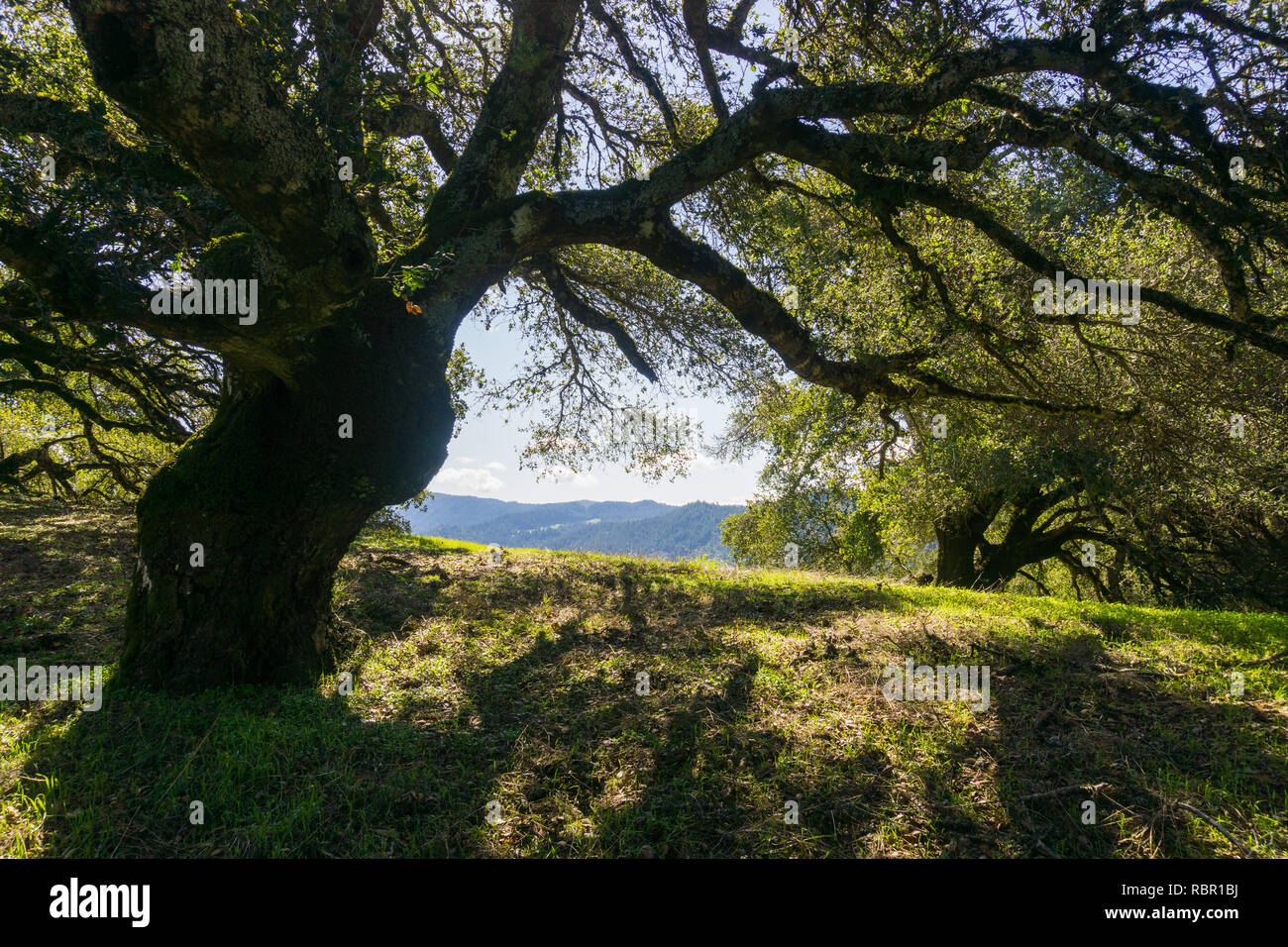 Grand chêne offrant de l'ombre, l'établissement Sugarloaf Ridge State Park, dans le Comté de Sonoma, en Californie Banque D'Images