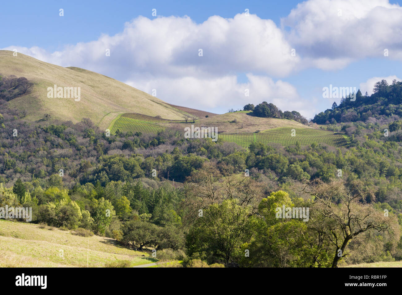 Vignobles sur les collines du Comté de Sonoma, en Californie Banque D'Images